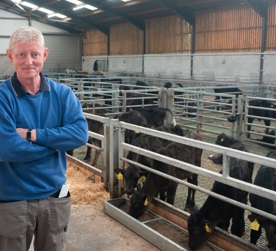 Dairy calf-to-beef farmer rearing 220 Wagyu calves in Tyrone