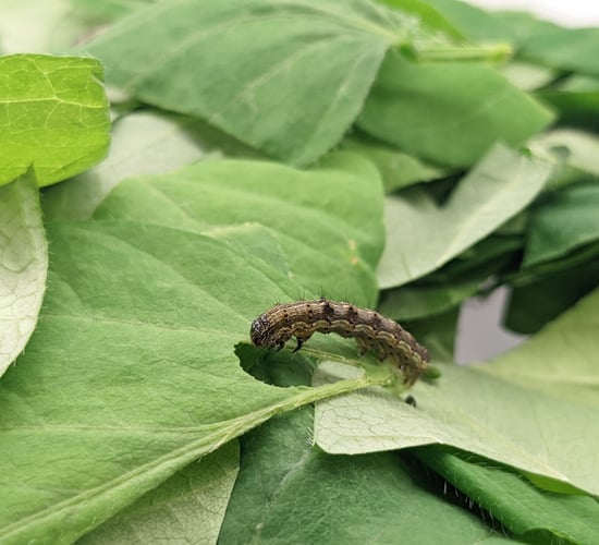 Study: Agriculture needs new way to manage pest resistance