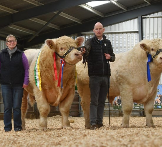 Banner County bull hits €13,000 at Charolais sale in Elphin