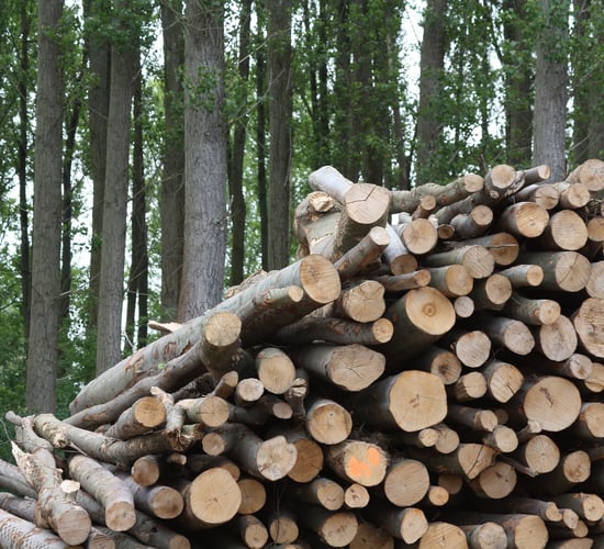 Supply of Irish roundwood to increase 68% by 2035 - study