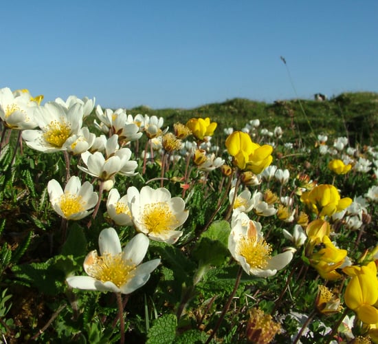 Burren in Bloom festival to explore area's rich diversity