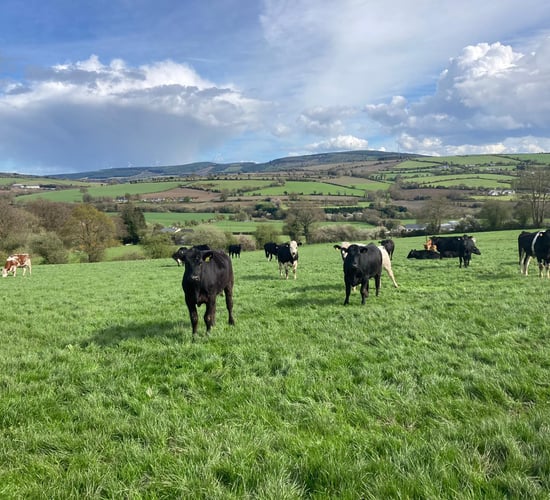 Bord Bia to host international chefs on 'gourmet beef and lamb tour'