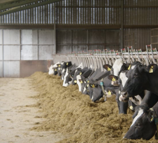Breeding Series 2023: Using sexed semen to increase components and fertility