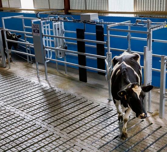 Collars and drafting gate combo 'irreplaceable' for Westmeath farmer