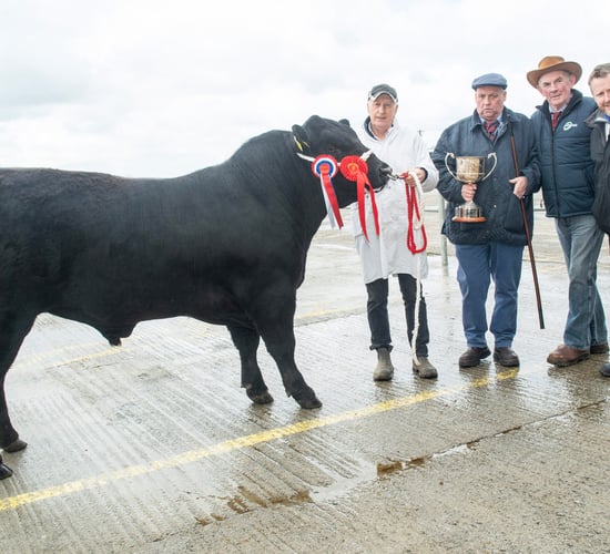 Kerry breeder secures €4,500 for Angus bull at Kilmallock sale
