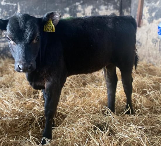 Dairy-beef: What does a buyer want from your non-replacements?