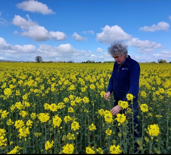 Cereal crops: 'Time bomb' of wet weather diseases ahead