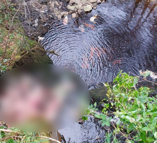 Graphic: Animal carcasses dumped at two locations in NI