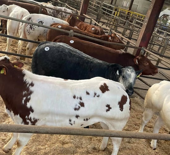 Heery's heifers hit €5,550 at special sale in Carrigallen