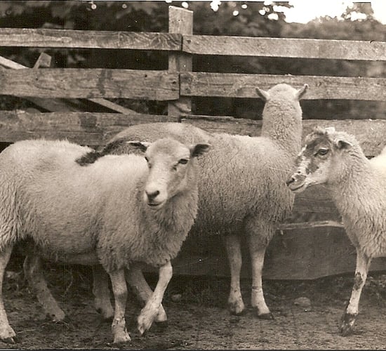 Proposal to reintroduce 'Cladóir' sheep to Connemara Pony Show