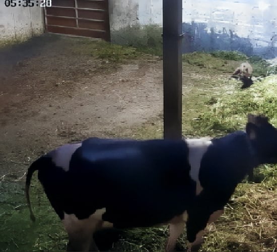 Constant surveillance on calving shed after suspected fox attack