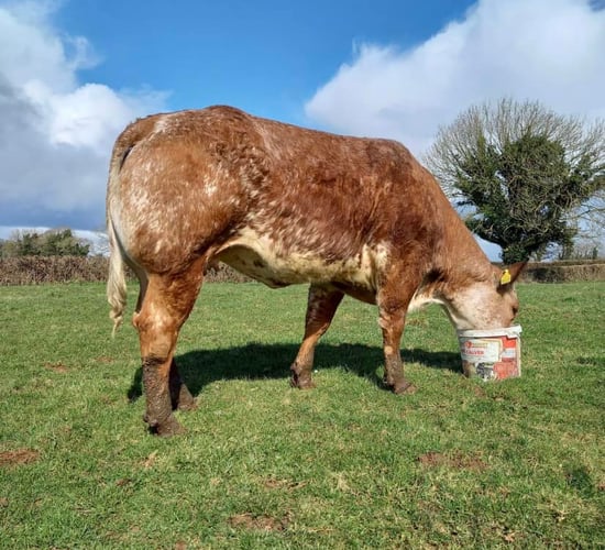 Heifer is top prize rather than chocolate in GAA club Easter raffle