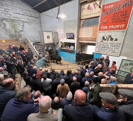 First sale under new ownership at Fivemiletown Mart