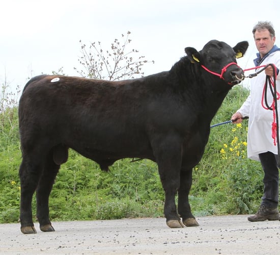 Angus bulls average €3,600 at association's Thurles sale
