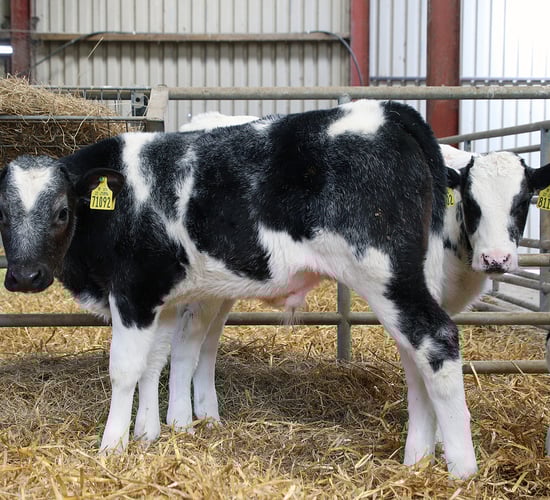 NCBC Dairy-Beef Series Episode 2: Eamon Coughlan and Rose Goulding
