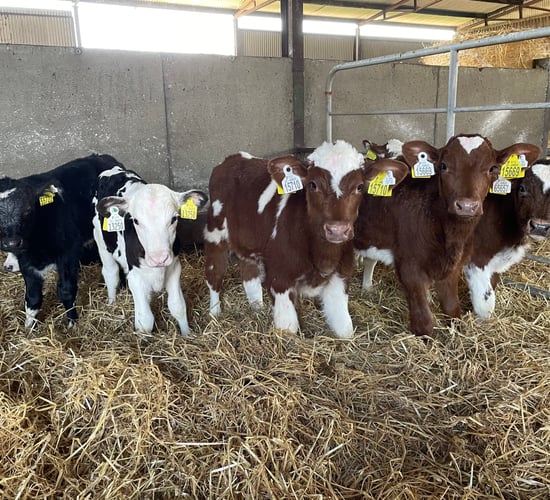 Calf registrations: 78% of all calves born from dairy herds