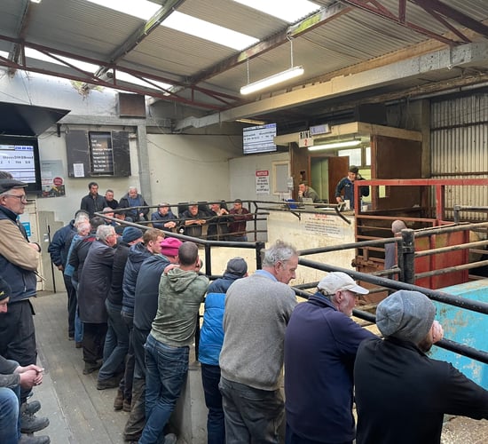 Mart report: Weanling bulls and heifers at Ballybay