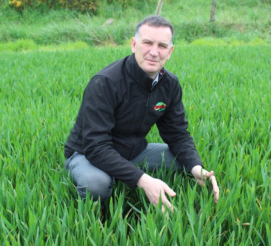 High levels of BYDV projected for Northern Ireland