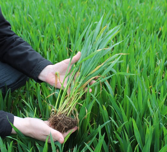 Winter wheat crops looking healthy in south-east - agronomist