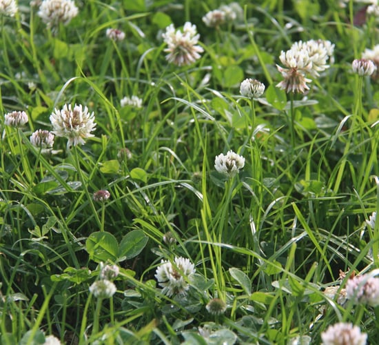 Considerations for selecting a grass seed mix this spring