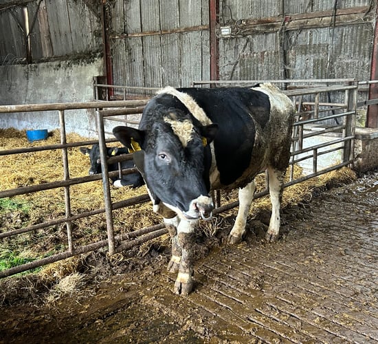 Breeding season: Don't turn out the stockbull too early