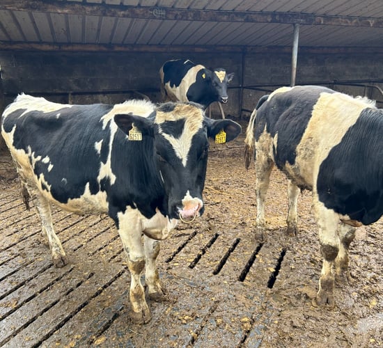 Are you using a stockbull this breeding season?