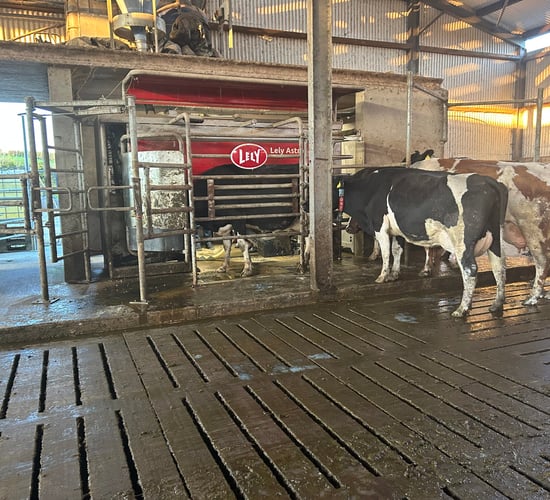 Monaghan beef farm chooses robots for switch to dairy