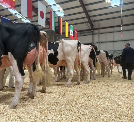 Countdown underway to Emerald Expo in Co. Cavan tomorrow