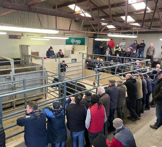 Bullocks cross €4.25/kg at  Sixmilebridge organic sale