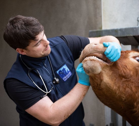 Day in the life: Multiple procedures with Mulcair Veterinary Clinic