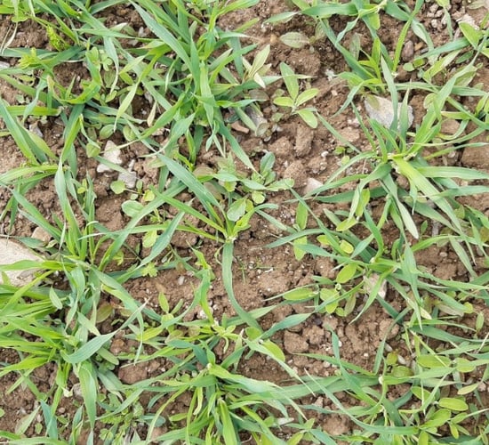 Earlier is better for wild oats and canary grass control