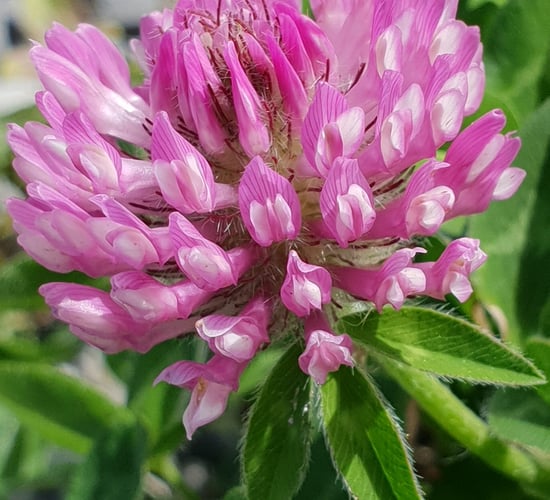 Weed control crucial in managing red clover swards - AFBI