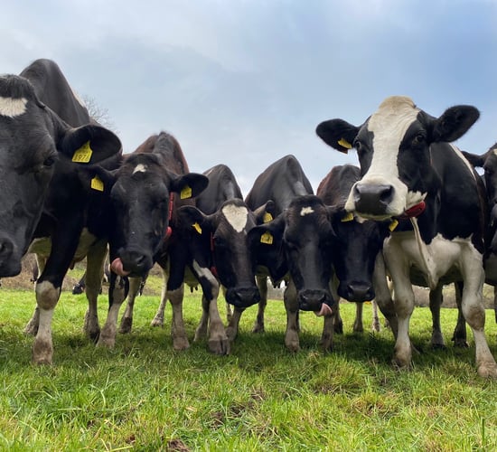 Young German farmer's dairy dream rings true in Cork