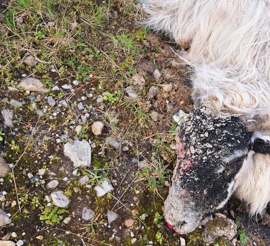 Farmers advised to 'shoot dogs' worrying sheep on their land amid 'horrendous' attacks