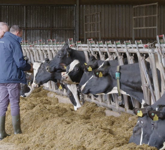 Breeding Series 2023: Increasing combined fat and protein by 182kg in 12 years