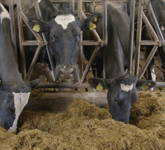 Breeding Series 2023: Increasing combined fat and protein by 182kg in 12 years