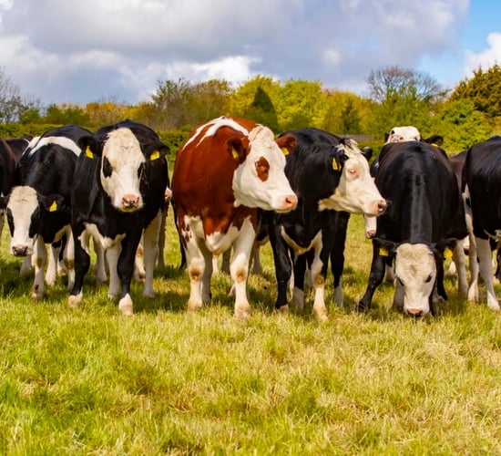 Boost in payment rates for Kepak/Tirlán Twenty20 Beef Club