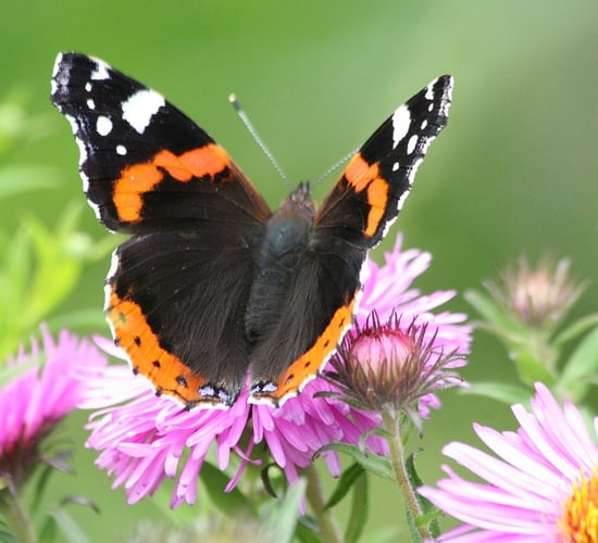 An Taisce: Government must heed report on biodiversity loss