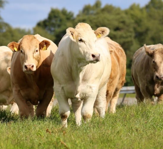 Irish Charolais Cattle Society appoints new secretary