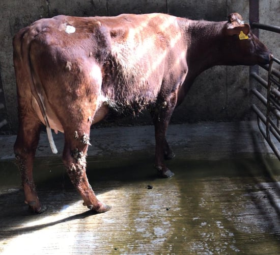 Prices reach €2,525 at Waterford Ross dairy sale