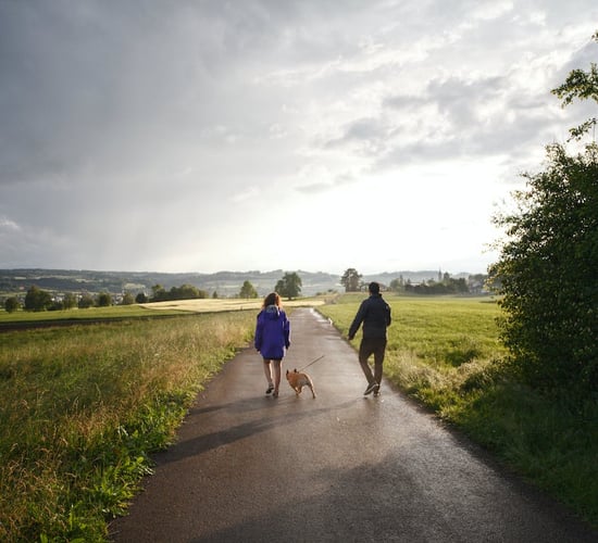 Oireachtas agri committee to hear farmer concerns on dog control