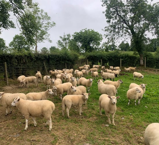 World’s first oral lice treatment for sheep registered