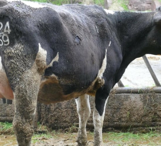 Prices reach 3,800gns at Coolmohan dairy sale