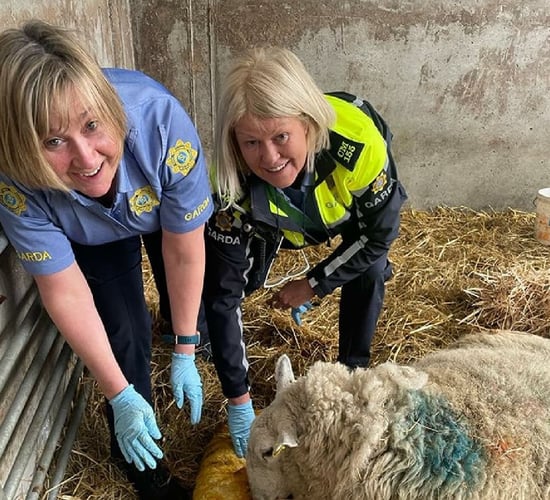 Gardaí help farmer to deliver lamb in Louth
