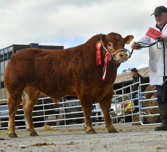 Top price of €9,100 for Limousin bull at Athenry sale