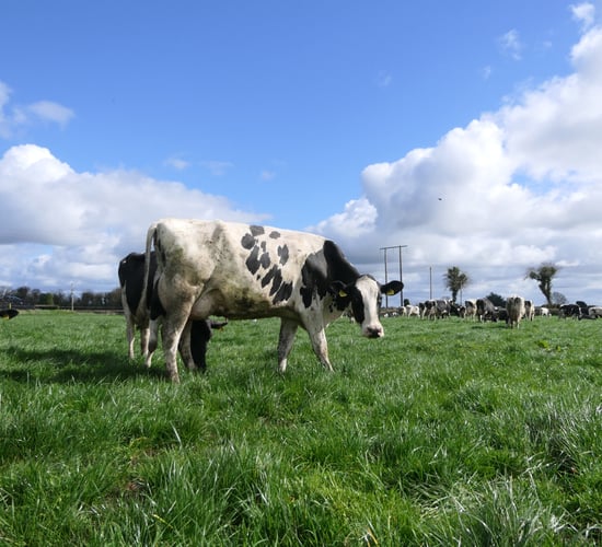 Pedigree stars on show at Emerald Expo