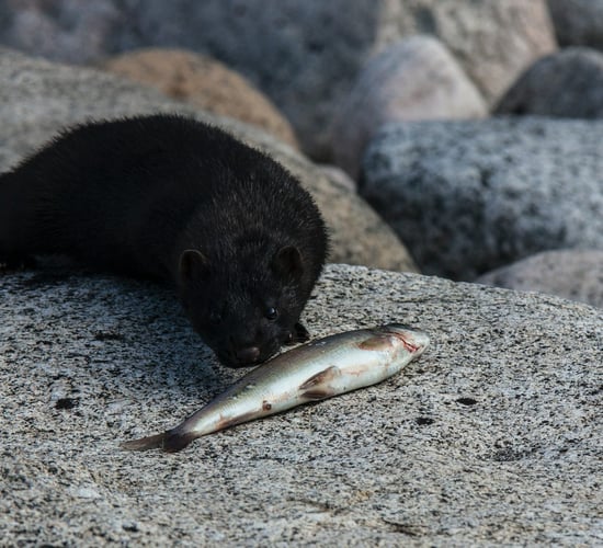 Cahill: 'Absolutely essential' that mink are eradicated