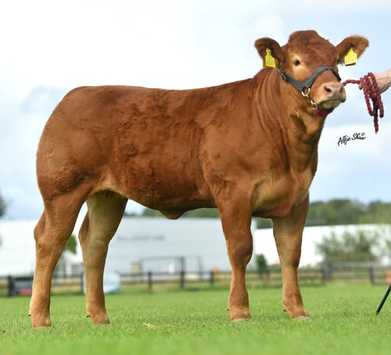 Elite Limousin bulls and heifers set for premier sale on Monday