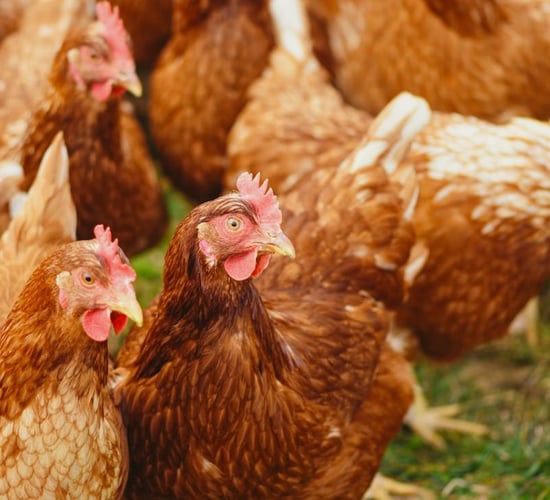 Human case of bird flu detected in England