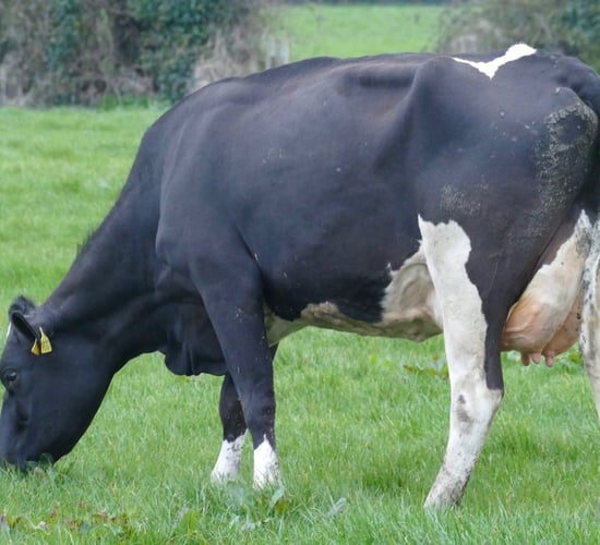 Prices reach 4,600gns at Richvale herd dispersal sale